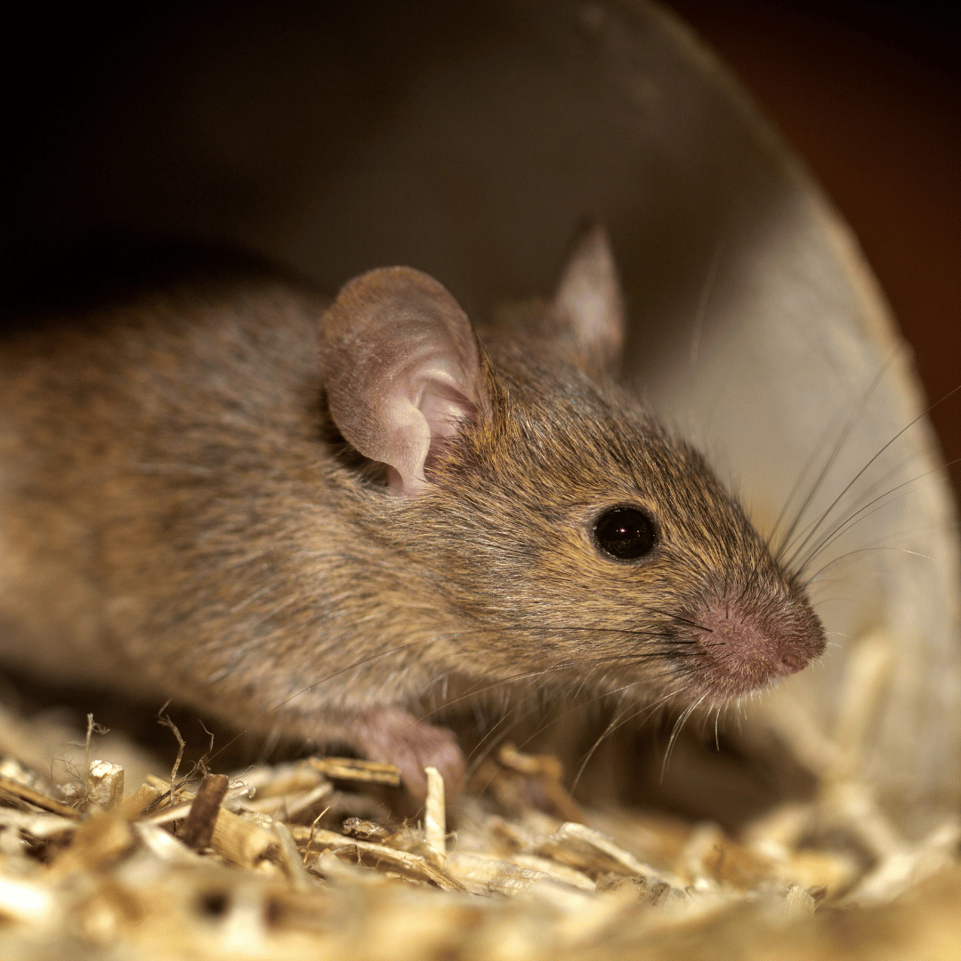 Infestação de Ratos: Um Problema Grave para o Ambiente e a Saúde