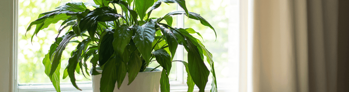 Plantas que Purificam o Ar em Casa